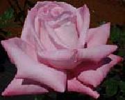unknow artist Realistic Pink Rose Sweden oil painting artist